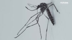 La Dengue | Futura