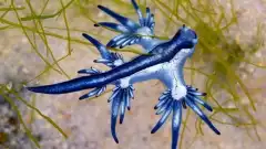 Texas : il découvre un dragon bleu sur une plage, l'une des espèces marines les plus dangereuses au monde