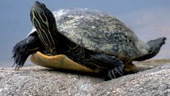 Les plus vieux fossiles de tortues