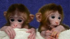 Roku et Hex : deux des trois singes chimériques découvrent le monde