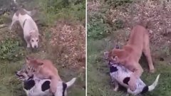 Le puma d’un russe s’échappe et s'attaque à un chien d’un voisin dans son jardin