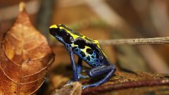 Planète Extrême : les dendrobates, des grenouilles toxiques fascinantes