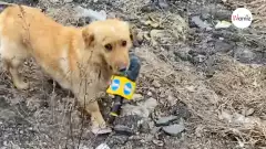 Perro sin hogar interrumpe la cobertura de un periodista en Ucrania y se gana el corazón de los espectadores (VÍDEO)